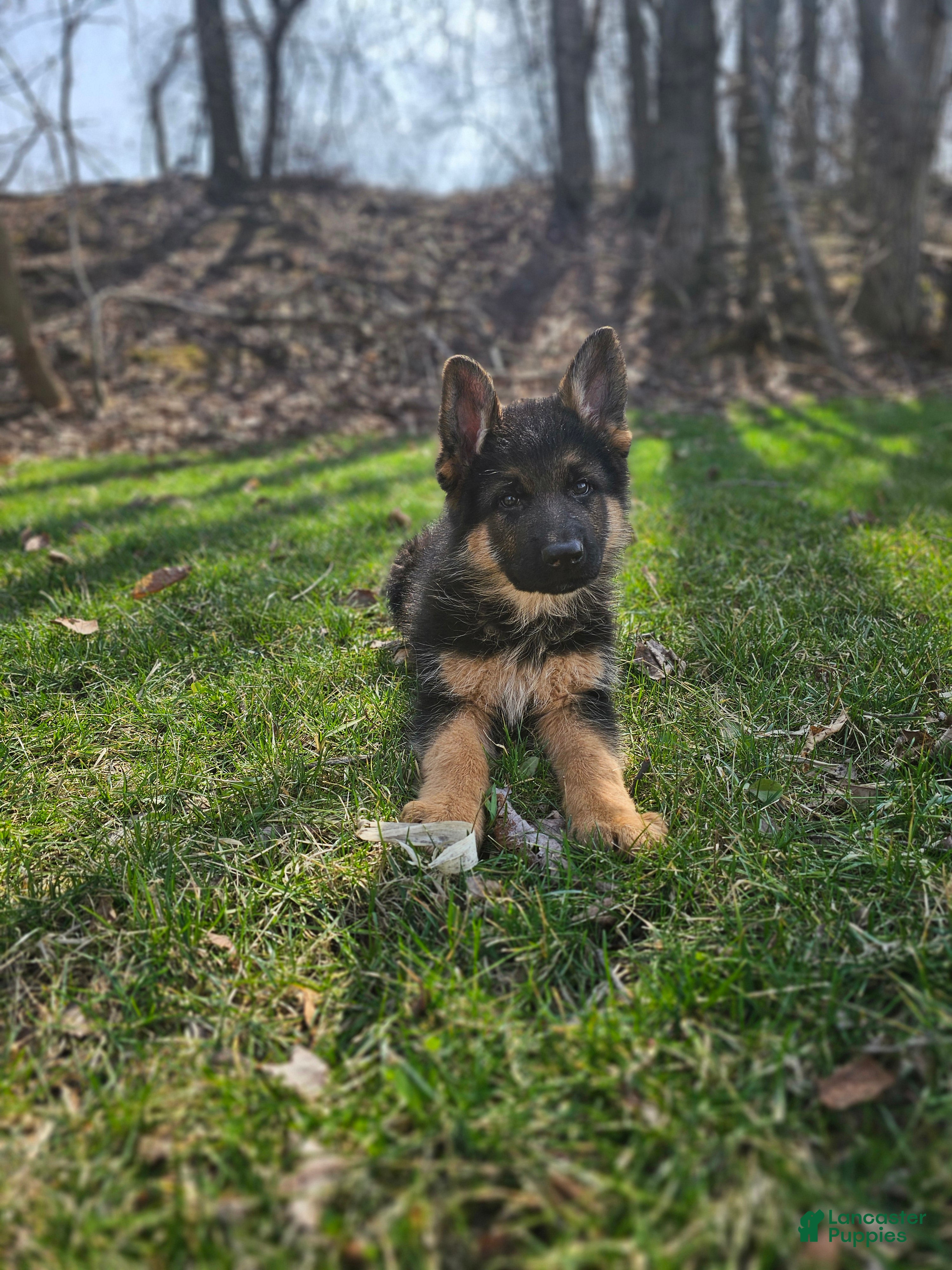 German Shepherd dogs Max - Ad 2