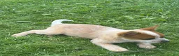 Australian Cattle Dog dogs for sale: Simon Jr. - Ad 7