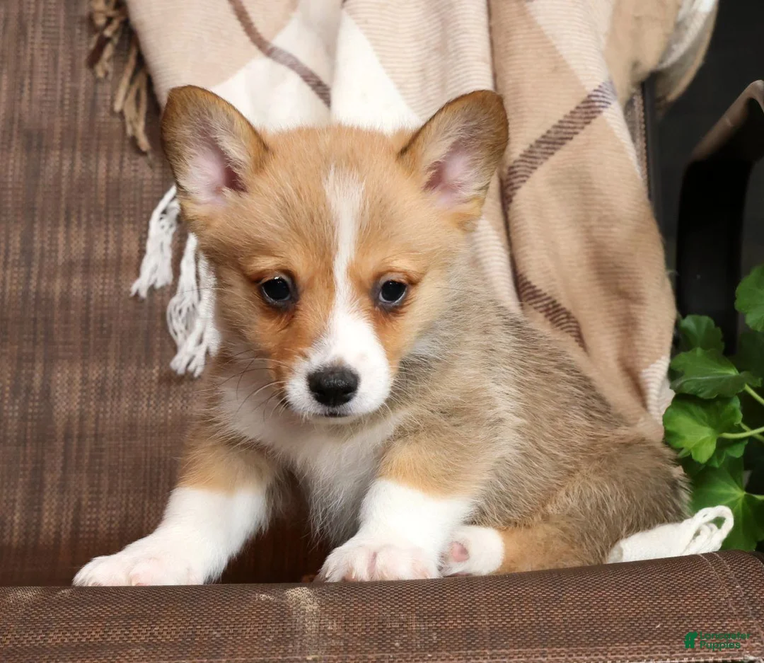 Welsh Corgi Pembroke dogs for sale: Duke Genetic Clear - Ad 2
