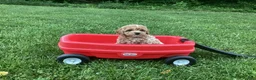 Mini Goldendoodle dogs for sale: Nova - Ad 8