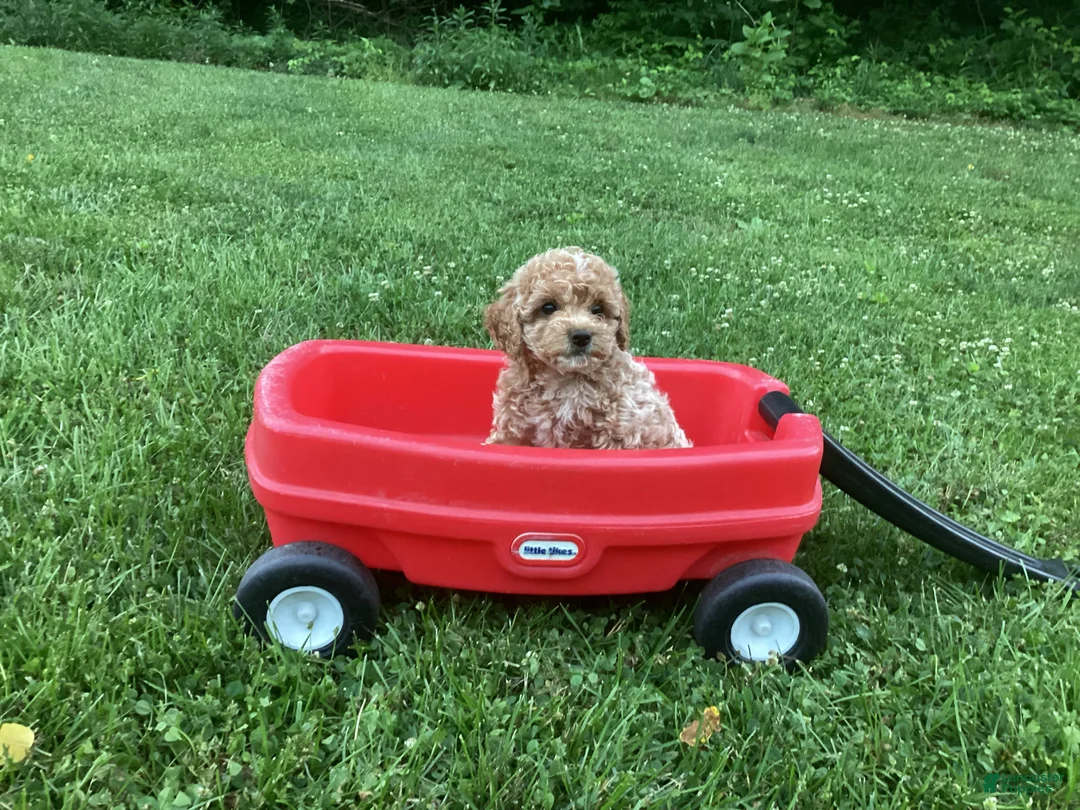 Mini Goldendoodle dogs for sale: Nova - Ad 8