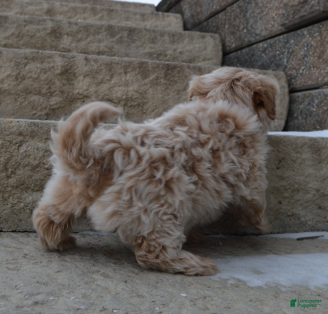 Maltipoo dogs for sale: Mabel - Ad 4