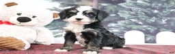 Mini Bernedoodle dogs for sale: Trisha - Ad 1