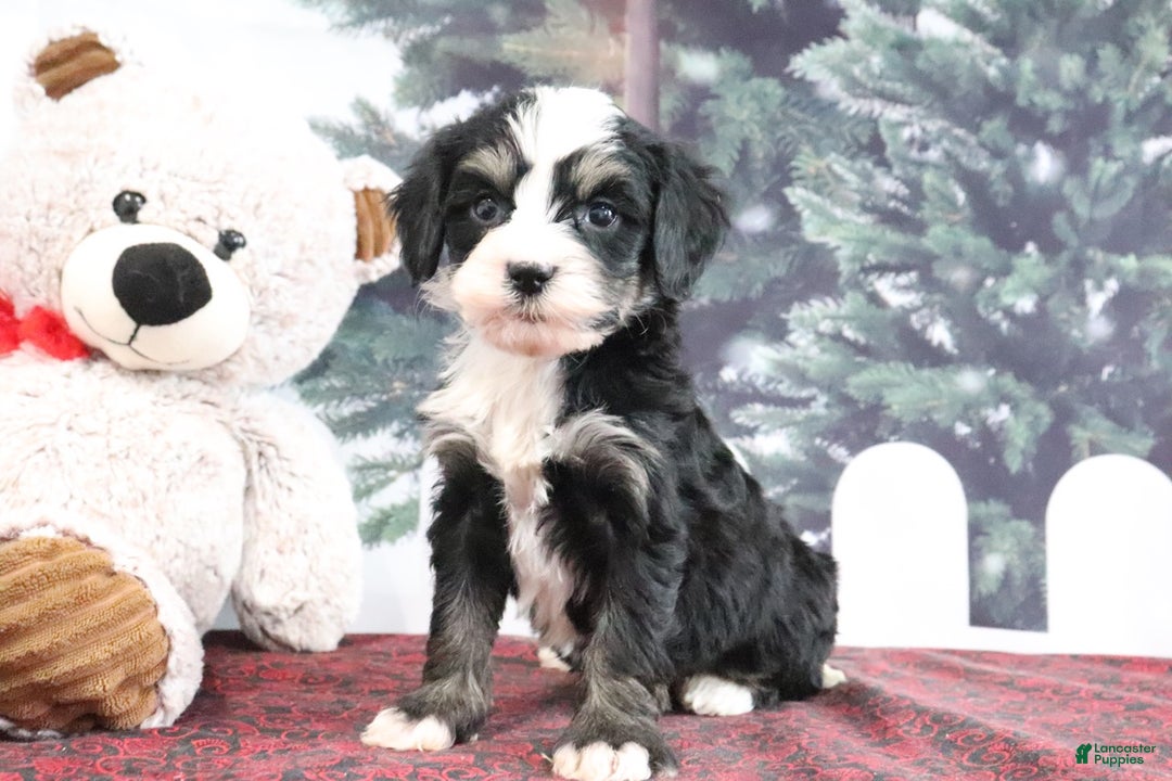 Mini Bernedoodle dogs for sale: Trisha - Ad 1