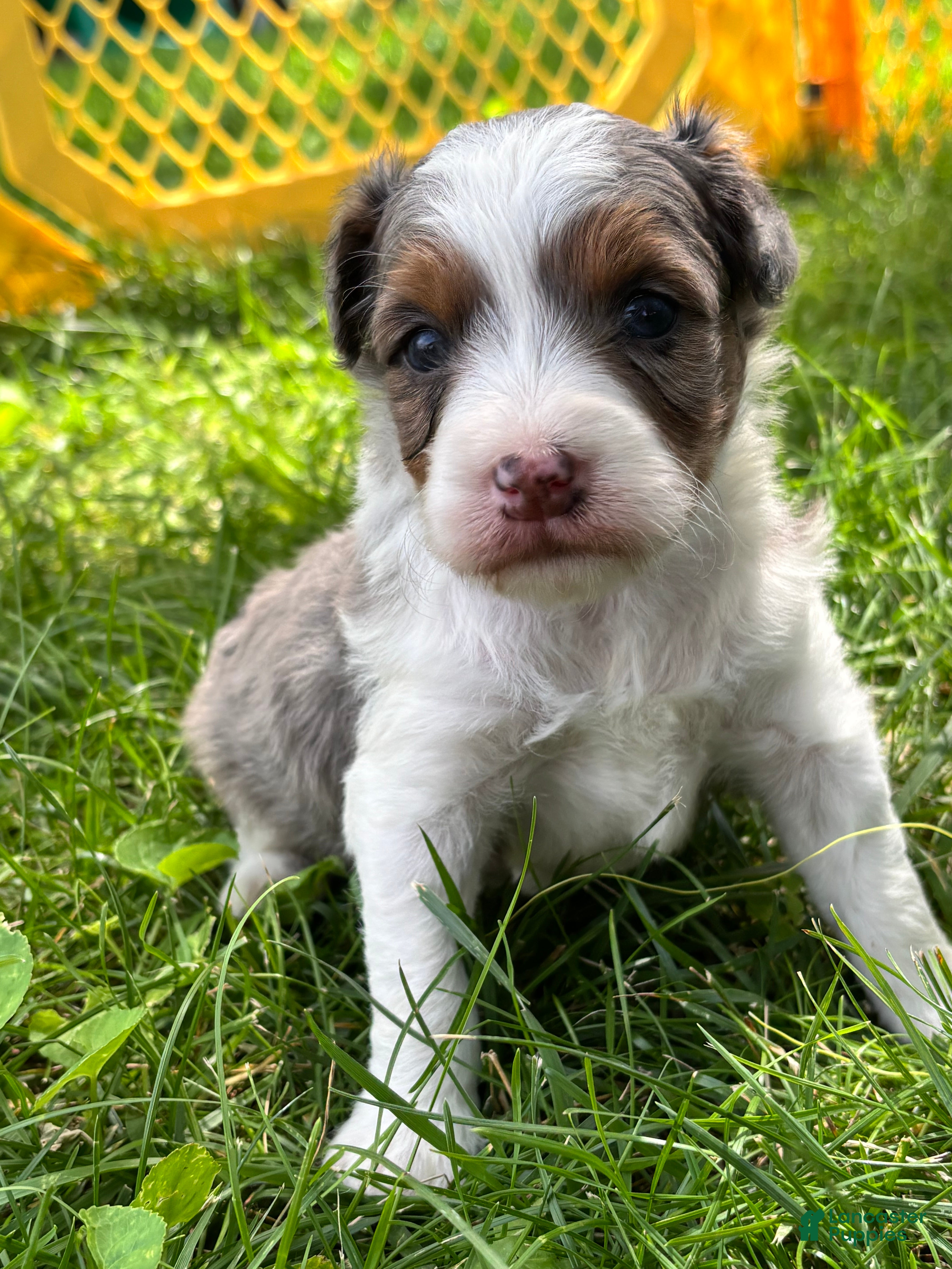 Aussiedoodle dogs Aussiedoodle 1 - Ad 1