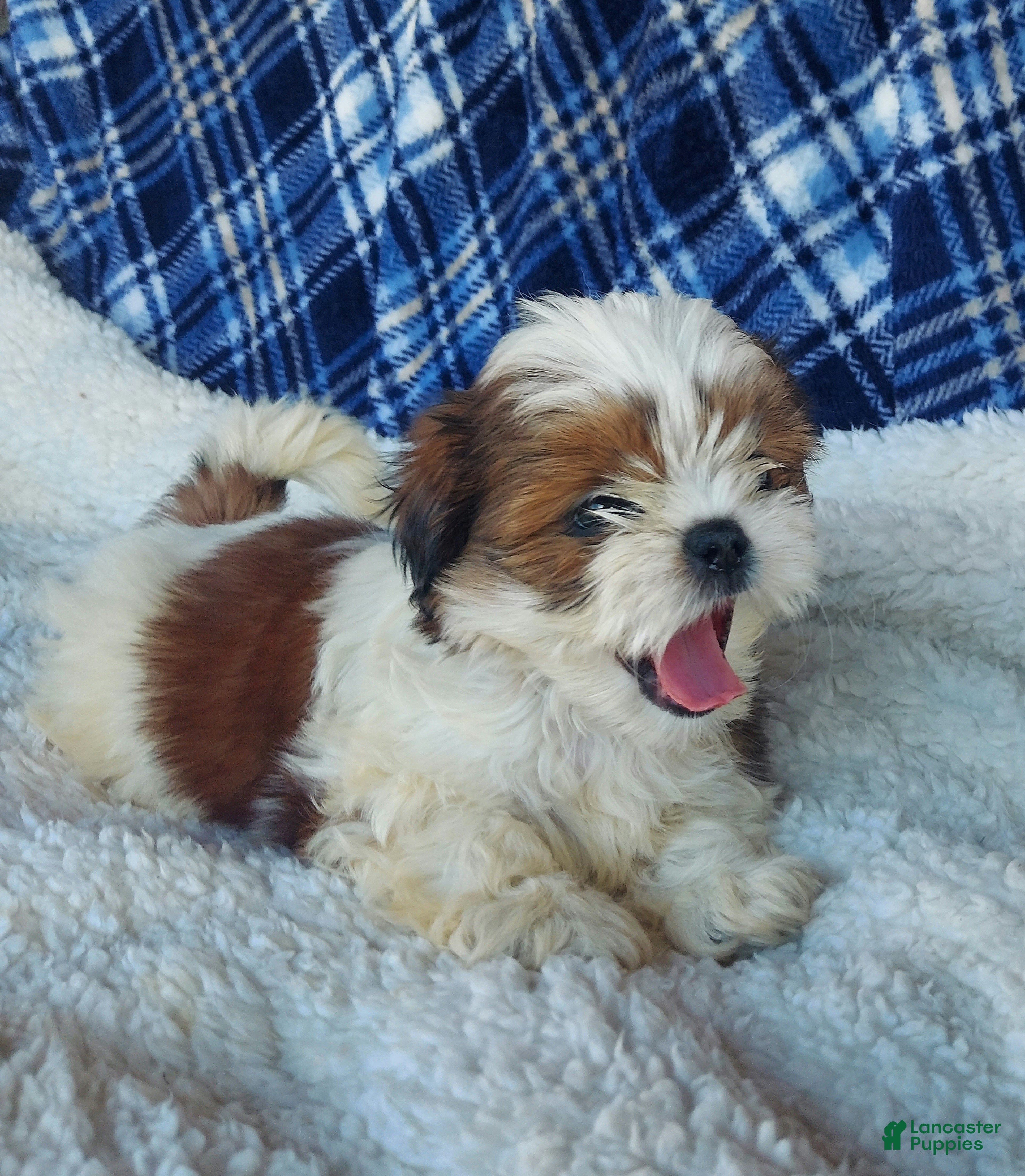 Shih Tzu dogs HOLLY - Ad 1