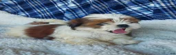 Shih Tzu dogs for sale: HOLLY - Ad 1