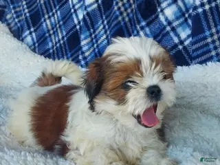 Shih Tzu dogs for sale: HOLLY - Ad 4