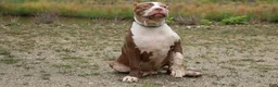 American Bully dogs for sale: Polaris - Ad 11