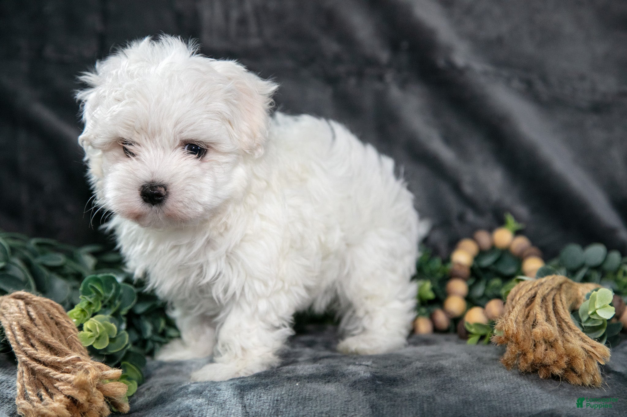 Maltese dogs Anson - Ad 2