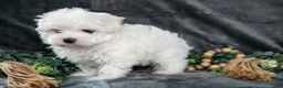 Maltese dogs for sale: Anson - Ad 2
