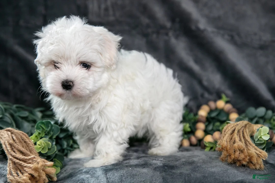 Maltese dogs for sale: Anson - Ad 2