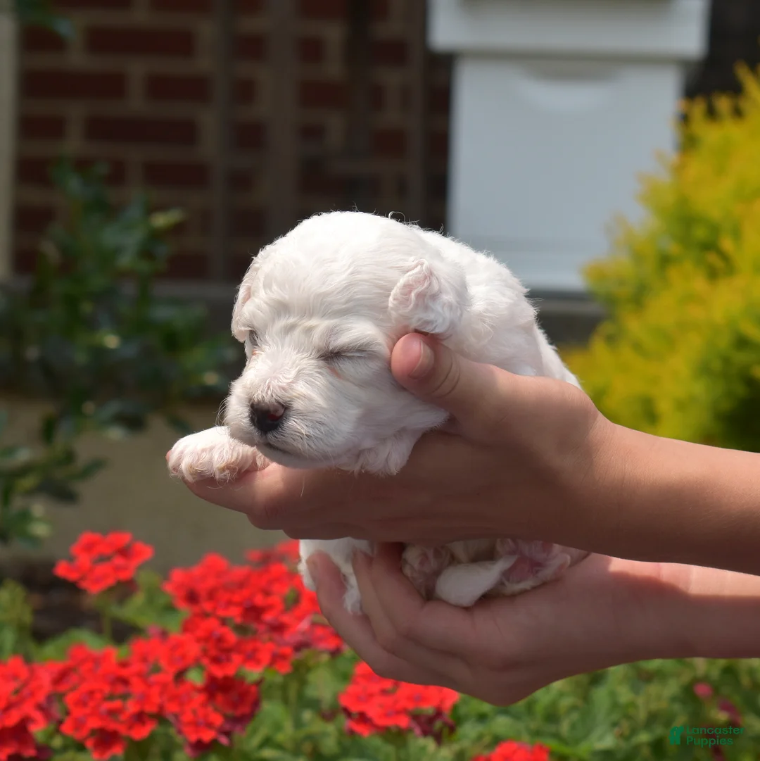 Bichon Frise dogs for sale: Boots - Ad 6