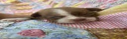 Boston Terrier dogs for sale: Mikey - Ad 3