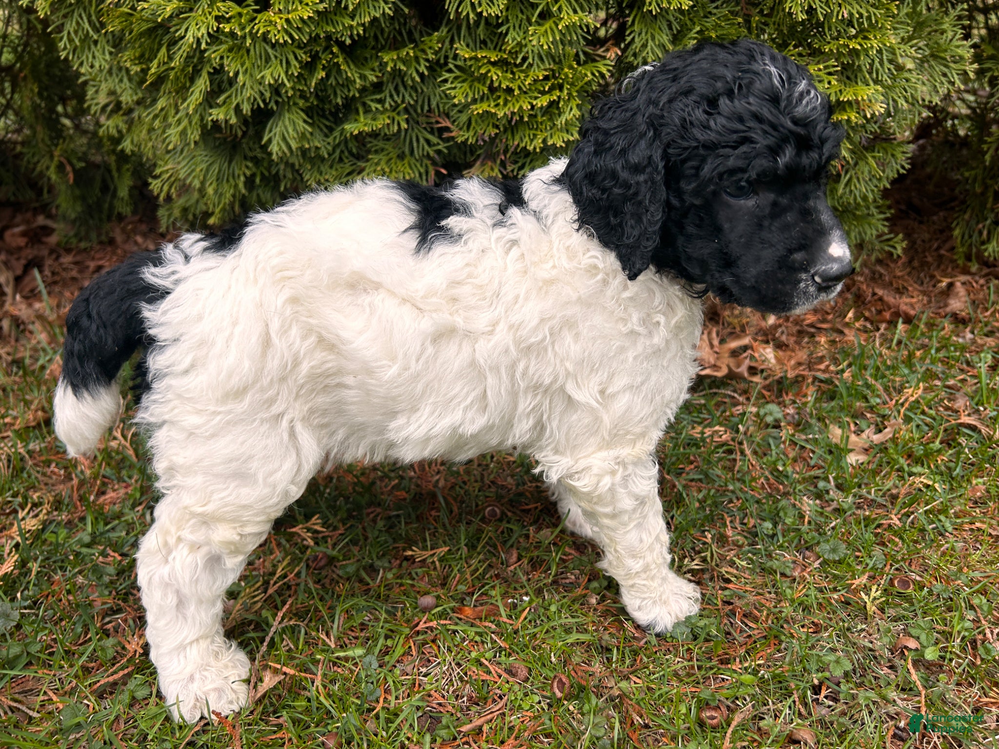 Standard Poodle dogs ⚓️Bouy-AKC Standard🐩 - Ad 2