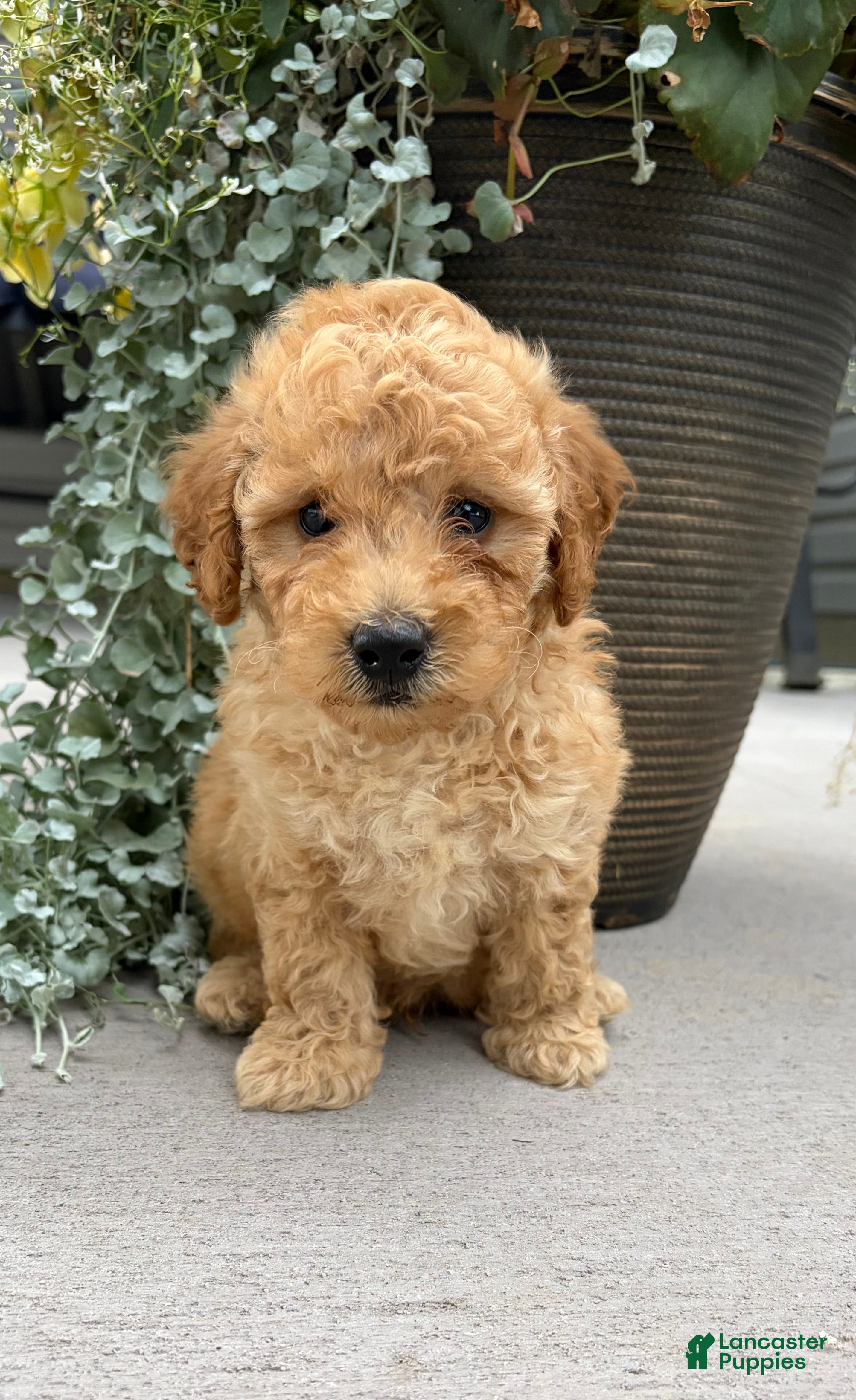 Havapoo dogs for sale: Teddy - Ad 4