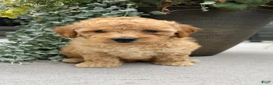 Teddy
