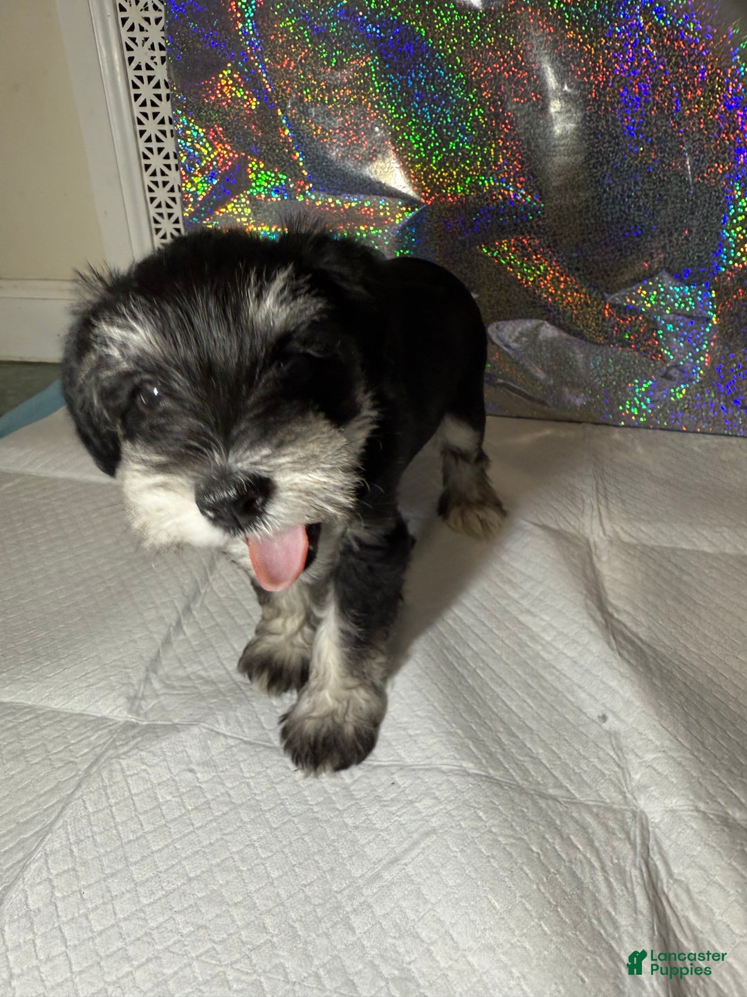 Miniature Schnauzer dogs for sale: Miniature Schnauzer Puppy 5 - Ad 4