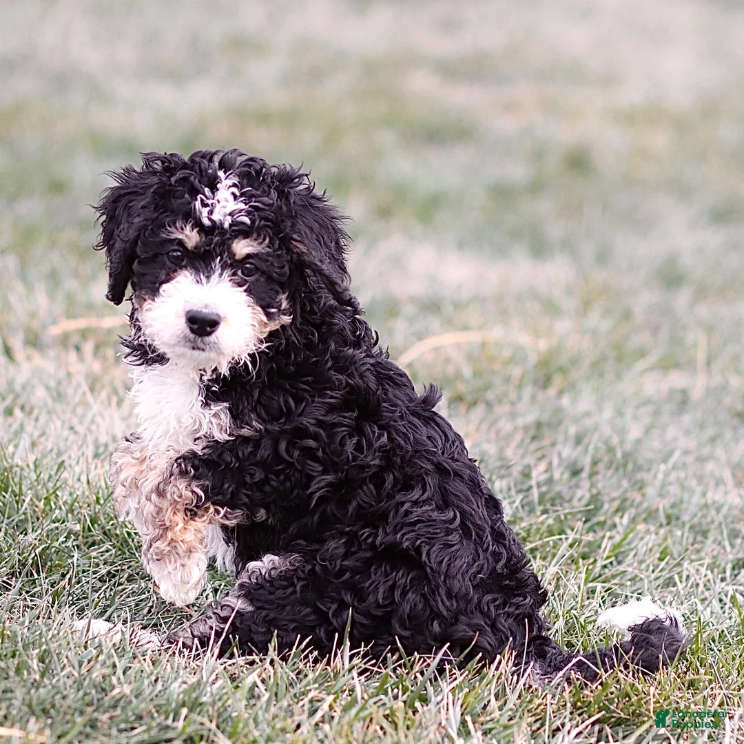 Mini Bernedoodle dogs for sale: Hazel - Ad 4