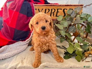 Mixed Breed dogs Baby Miles❤️🐾Call 717-768-7967❤️F1b - Ad 39