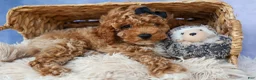 Miniature Poodle dogs for sale: WADE - Ad 9