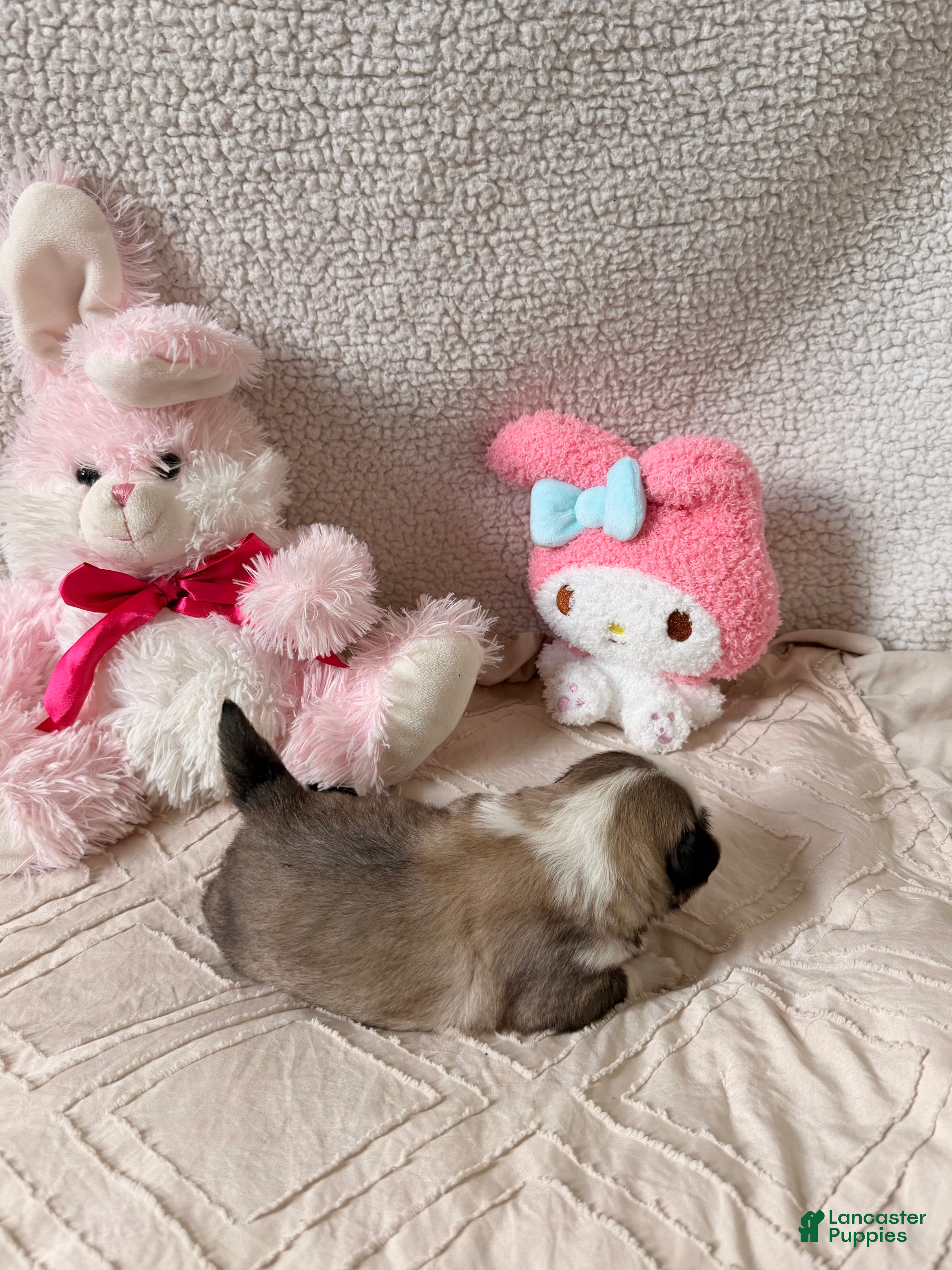 Pug dogs Pug Puppy 6 Flora - Ad 1
