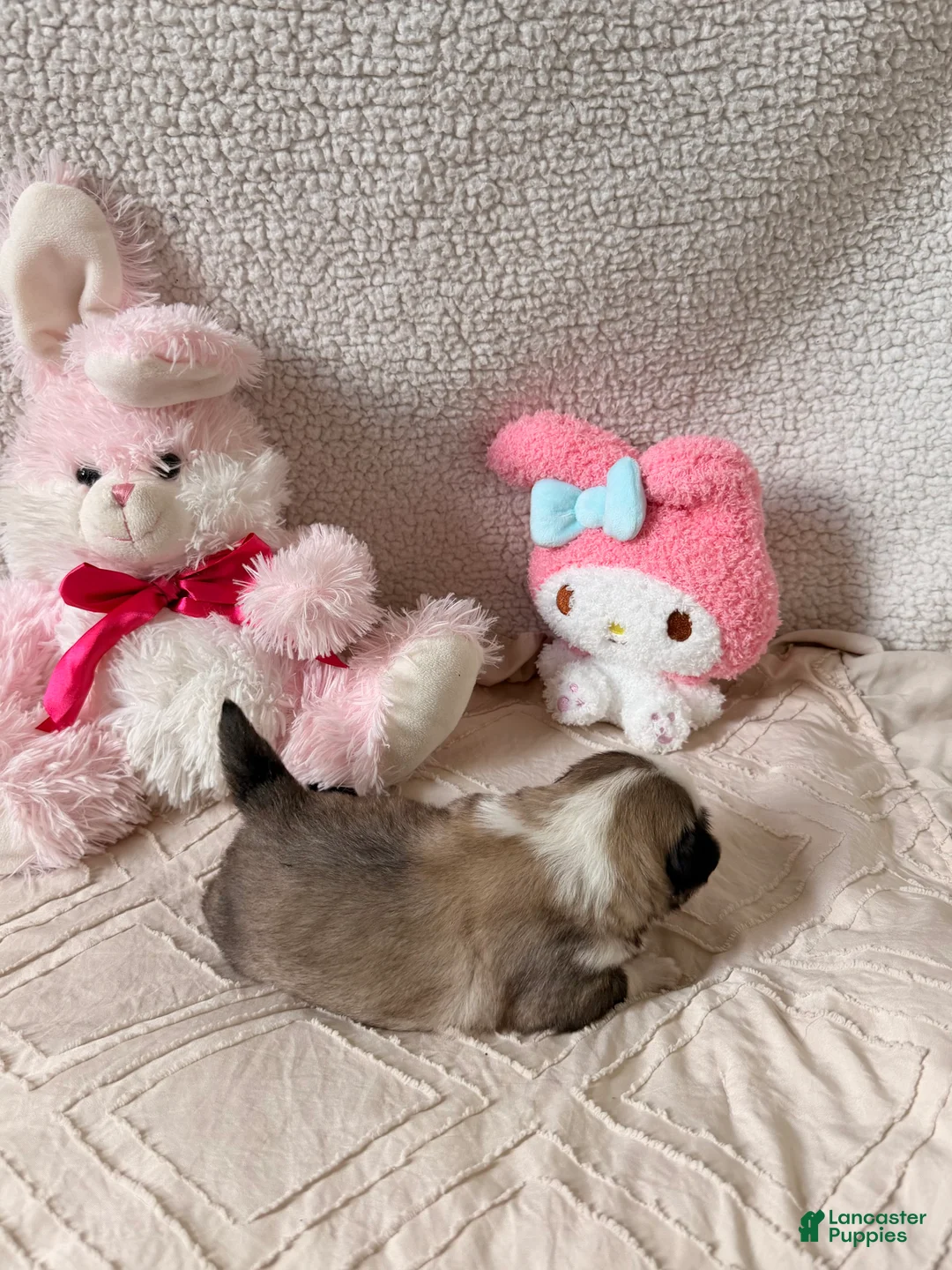 Pug dogs for sale: Pug Puppy 6 Flora - Ad 1