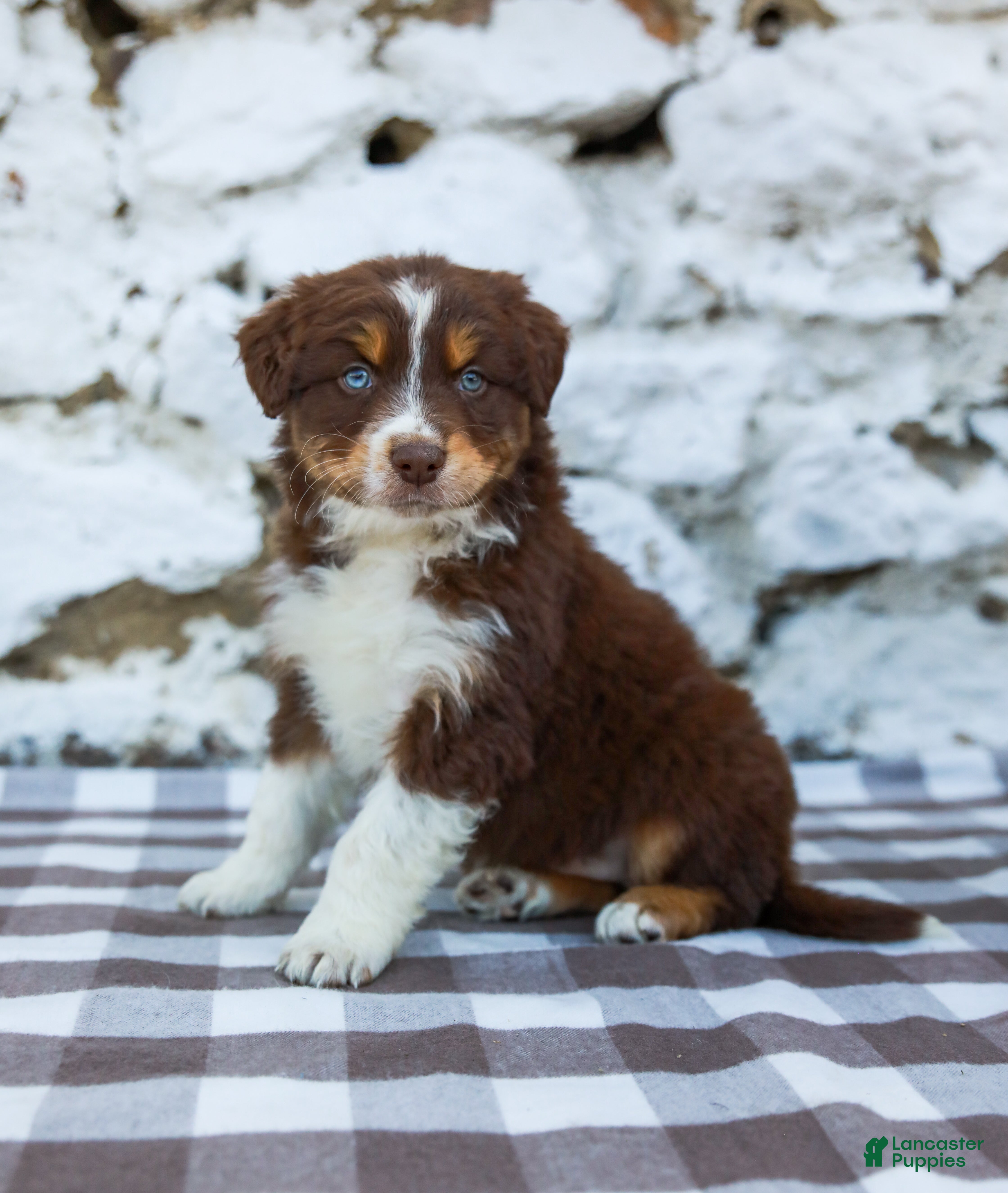 Australian Shepherd dogs Mister - Ad 2