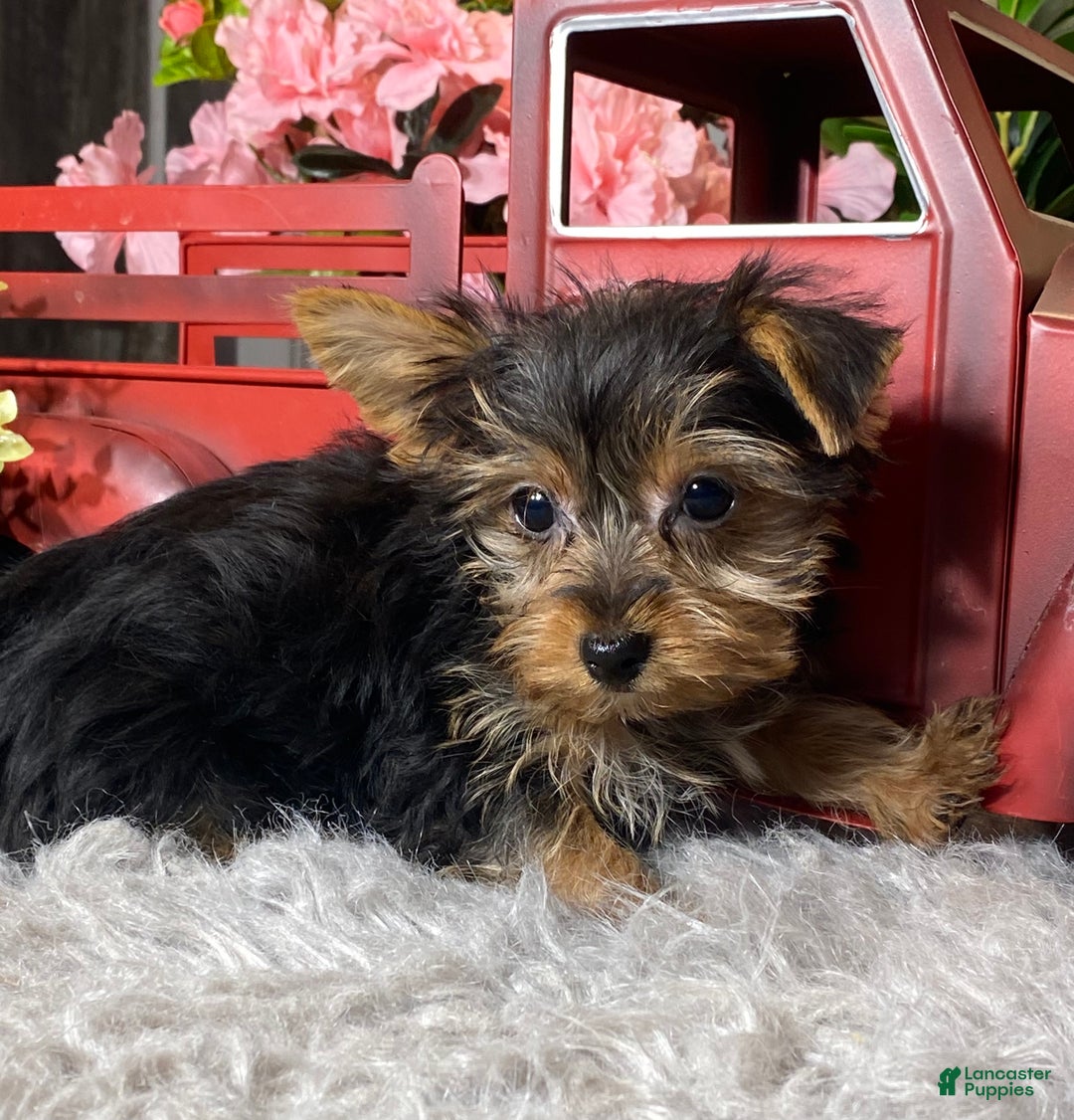Yorkshire Terrier dogs for sale: Yeti  - Ad 4