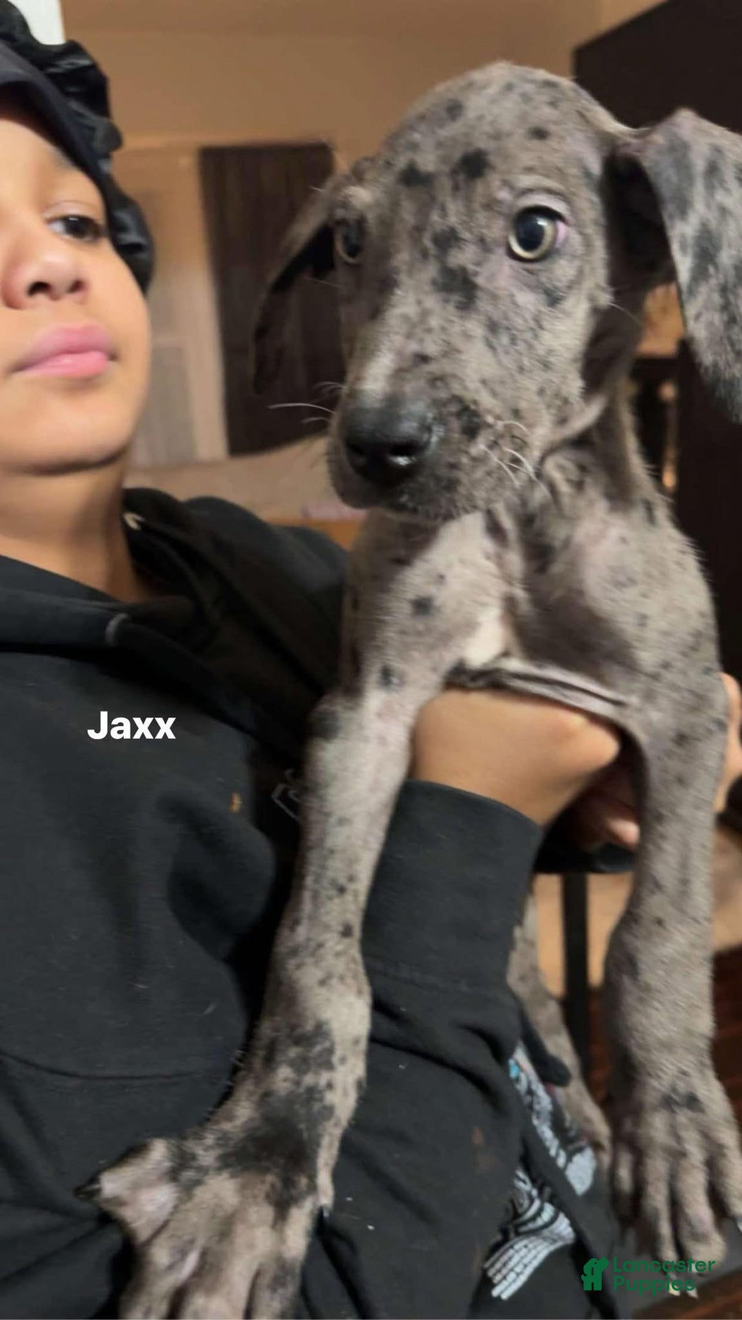 Great Dane dogs for sale: Maximus  - Ad 6