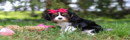 Cavalier King Charles Spaniel dogs for sale: Dove - Ad 6