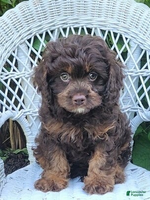 Cavapoo dogs Karson - Ad 2