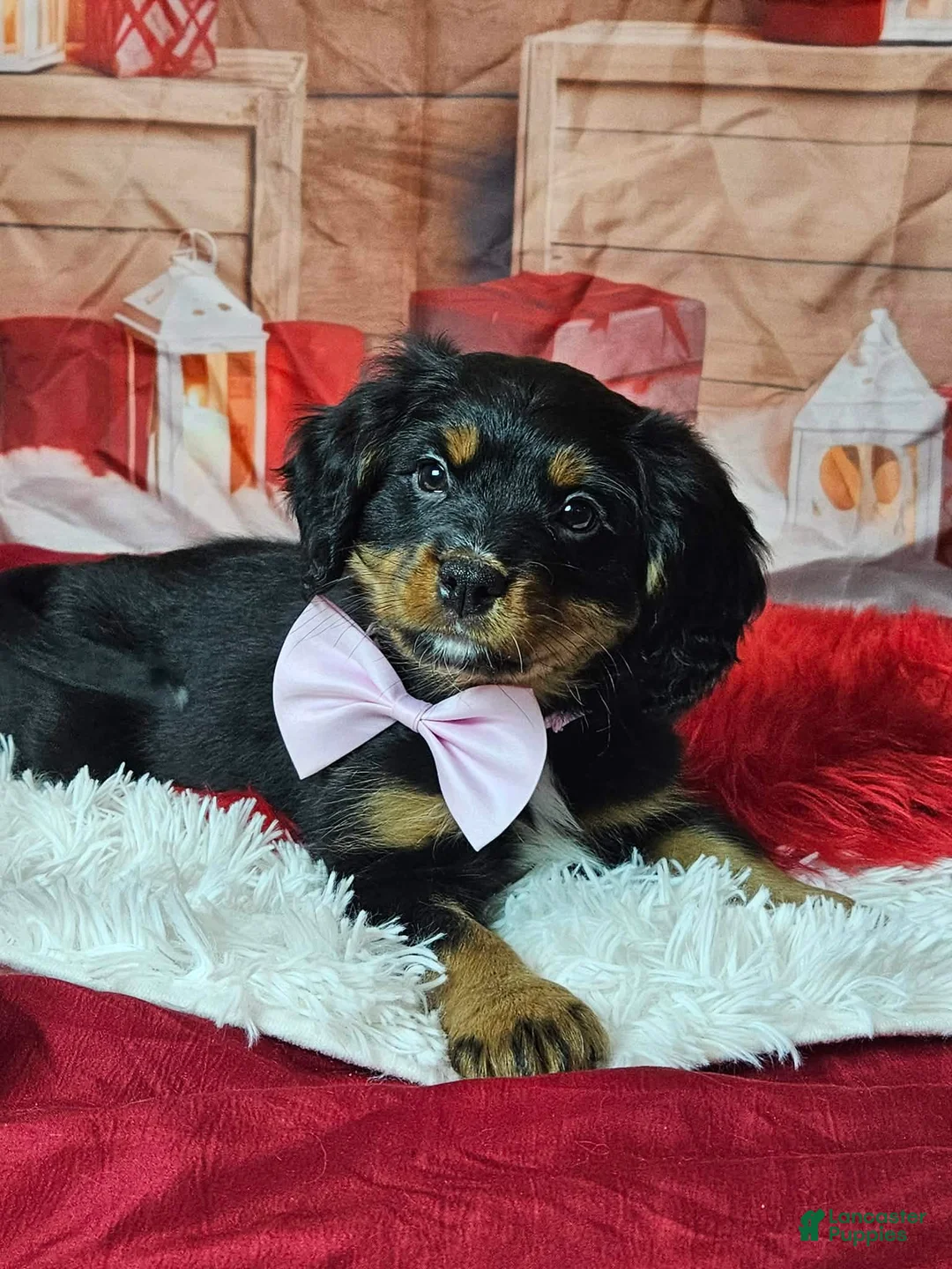 Miniature Bernese Mountain Dog dogs for sale: Scent trained boy Miniature Bernese Mountain Dog Puppy 1 - Ad 3