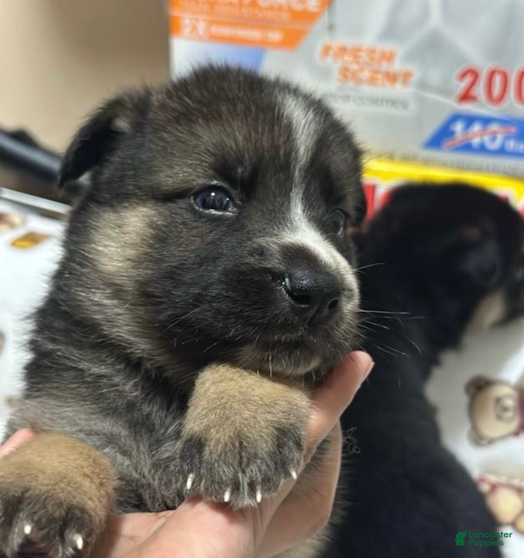 Gerberian Shepsky dogs for sale: Gerberian Shepsky Puppy 1 - Ad 14