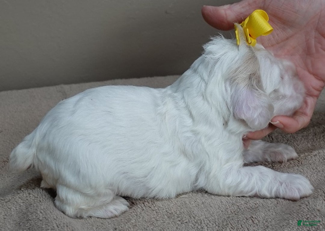 Cocker Spaniel dogs for sale: Bobo  - Ad 3