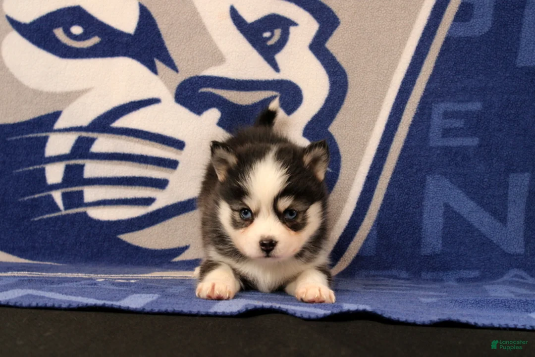 Pomsky dogs for sale: Lyric - Ad 2