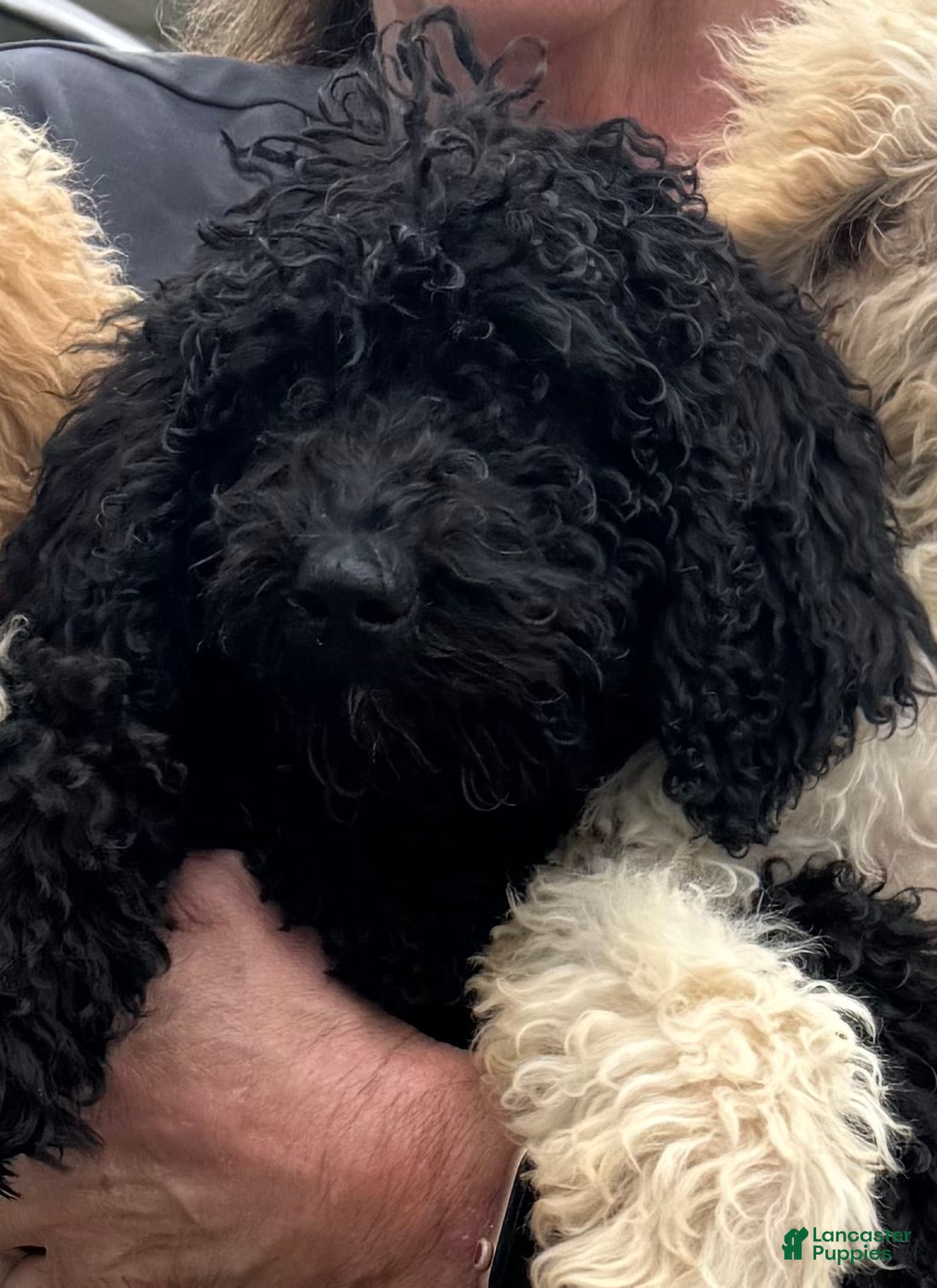 Goldendoodle dogs for sale: Queenie - Ad 1
