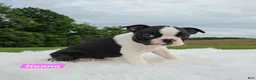 Boston Terrier dogs for sale: Hannah - Ad 3