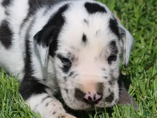 Great Dane dogs Major - Ad 15