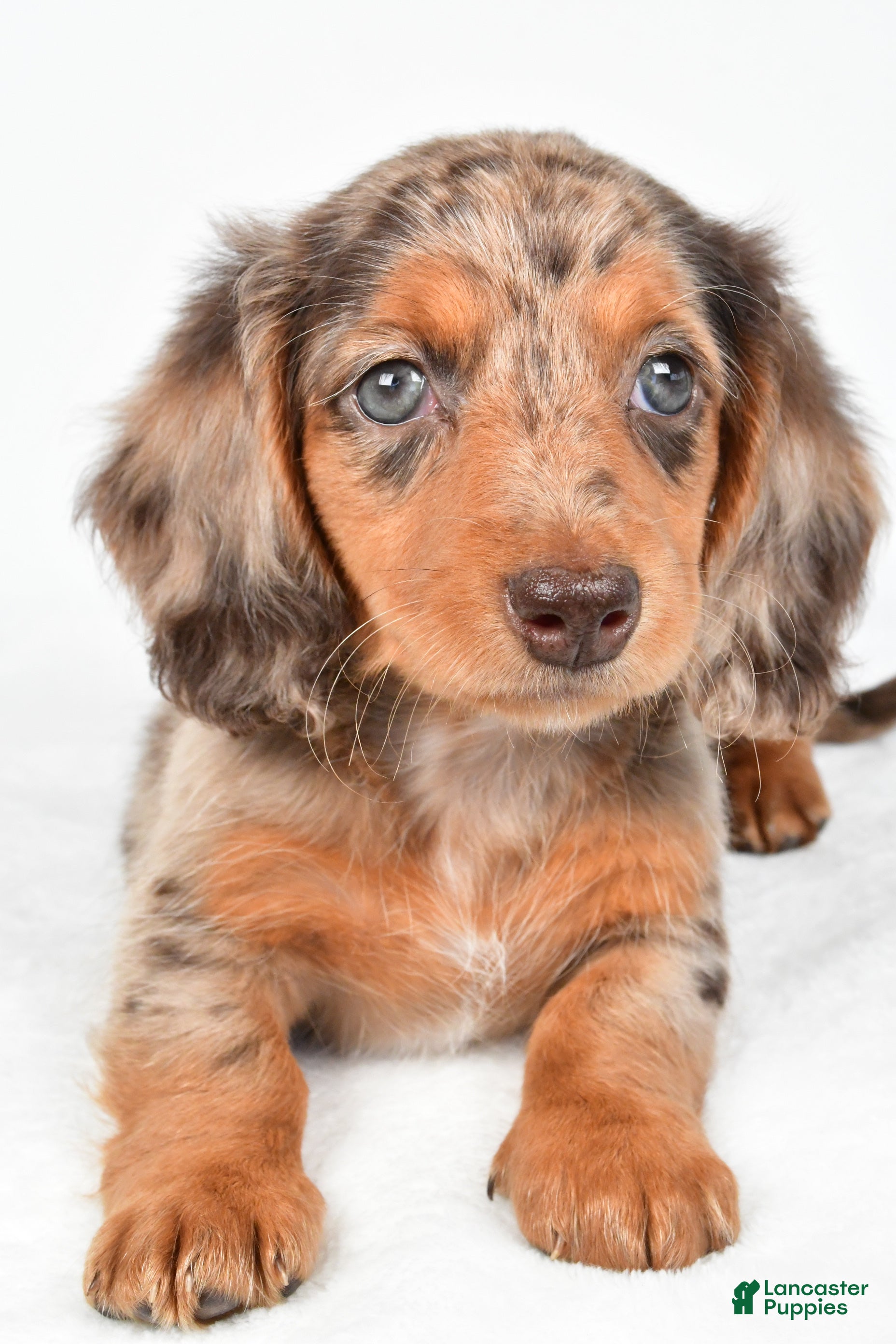 Miniature Dachshund dogs Chloe - Ad 2
