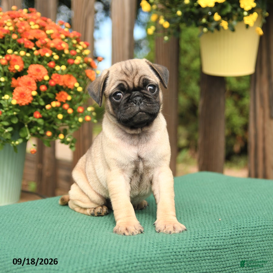 Pug dogs Marty - Ad 2