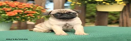 Pug dogs for sale: Marty - Ad 2