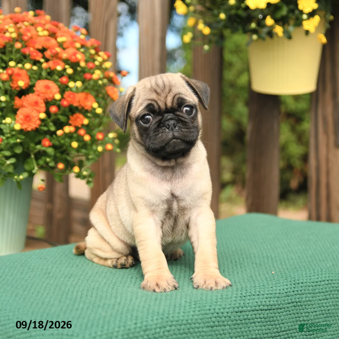Pug dogs for sale: Marty - Ad 2