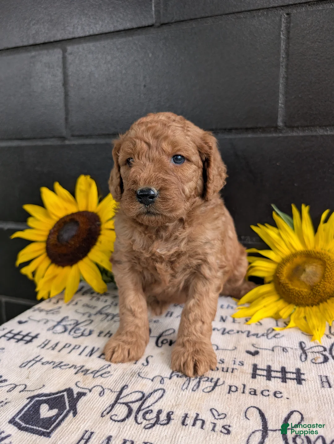 Goldendoodle dogs for sale: Lolly  - Ad 1