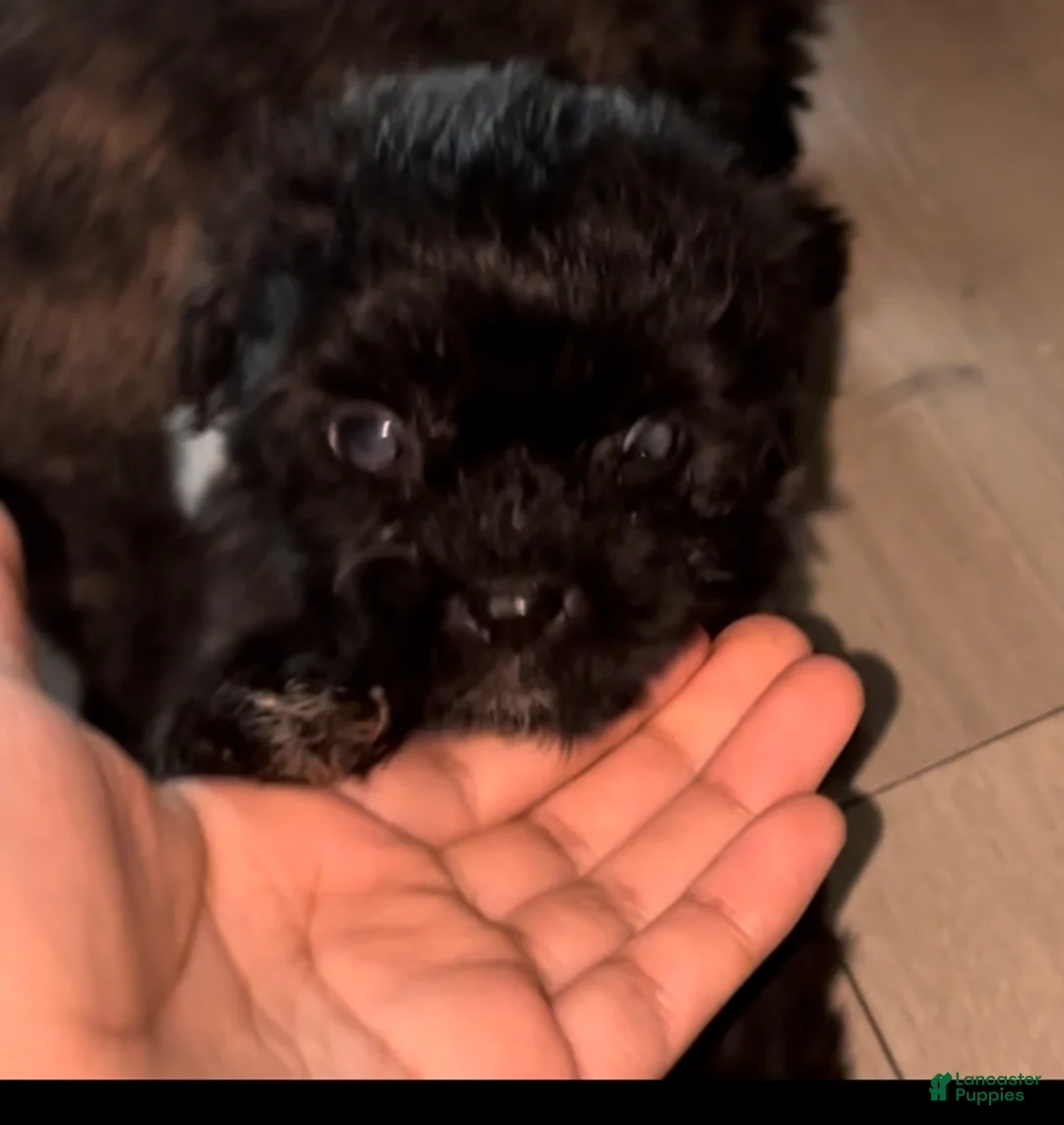 Maltipoo dogs for sale: Maltipoo Puppy 4 - Ad 1