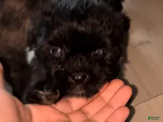 Maltipoo dogs Maltipoo Puppy 4 - Ad 4