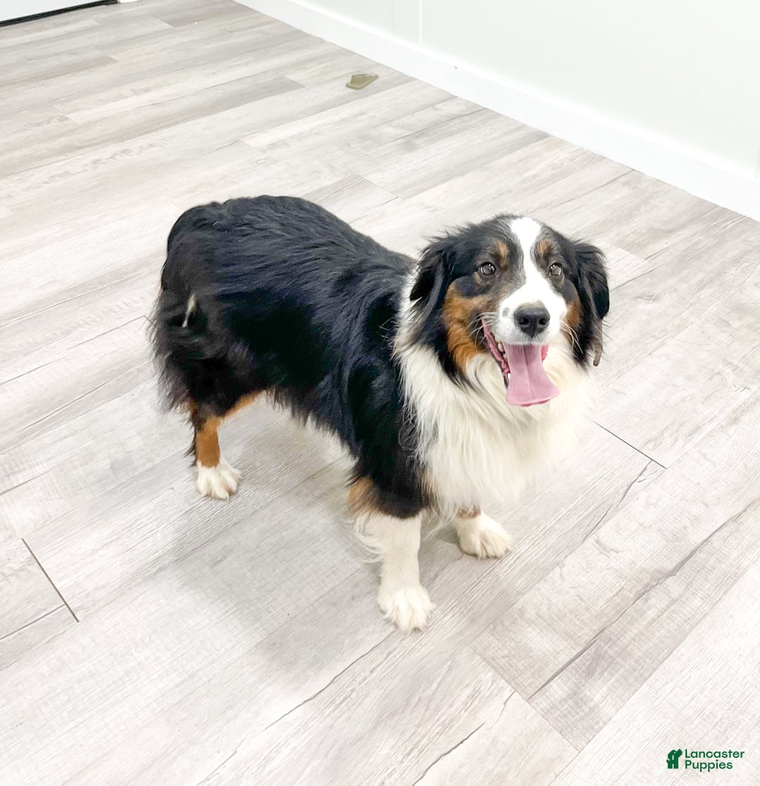 Australian Shepherd dogs for sale: Jace - Ad 7