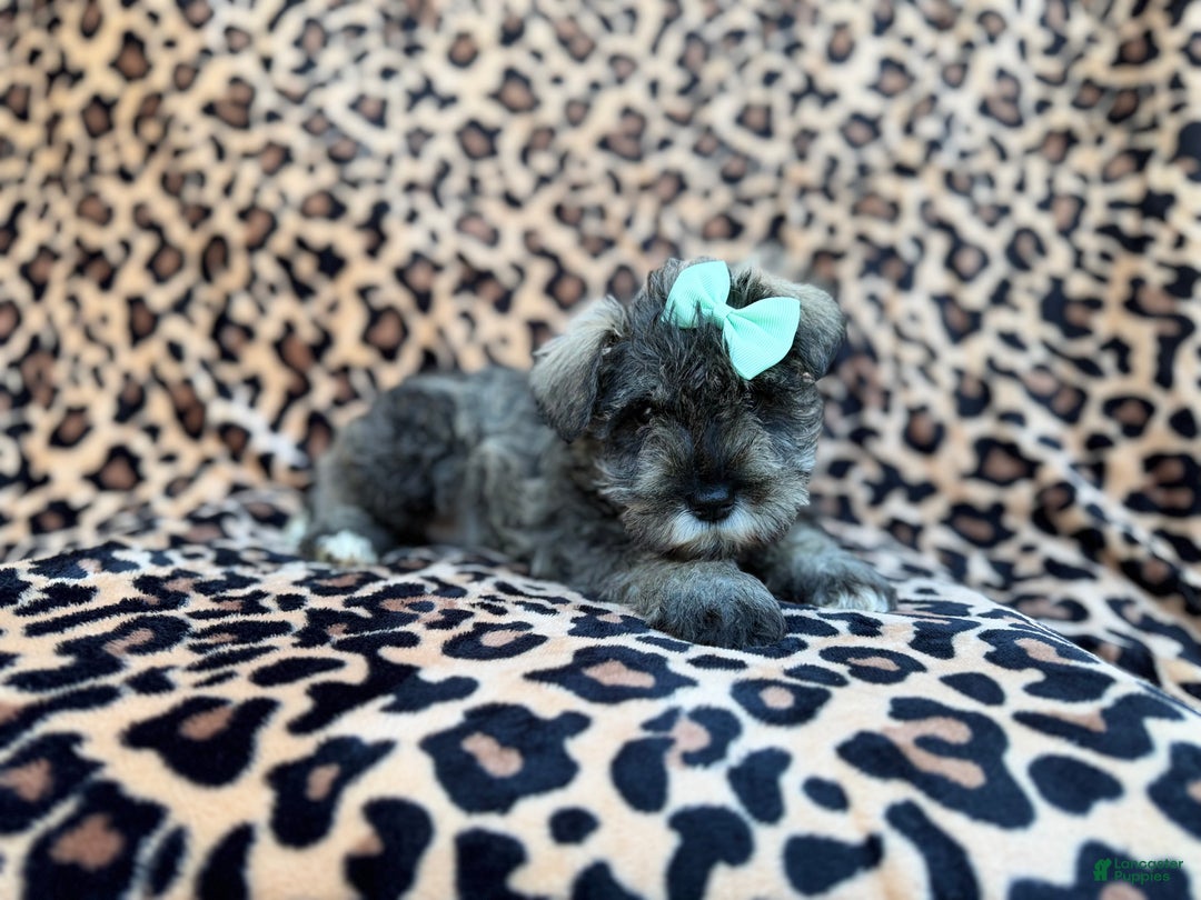 Miniature Schnauzer dogs for sale: Pickles - Ad 9