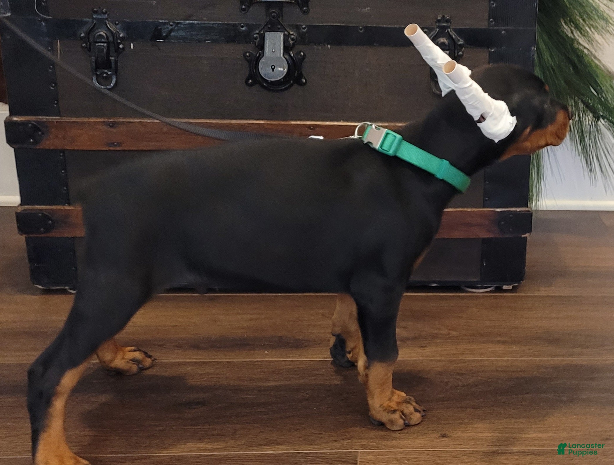 Doberman Pinscher dogs STETSON  - Ad 2