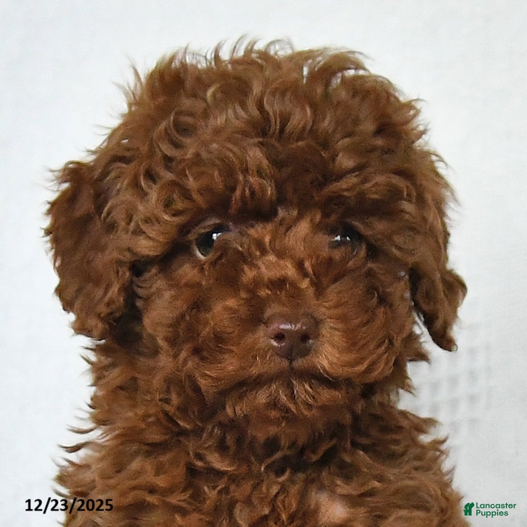Toy Poodle dogs for sale: Ezra - Ad 9